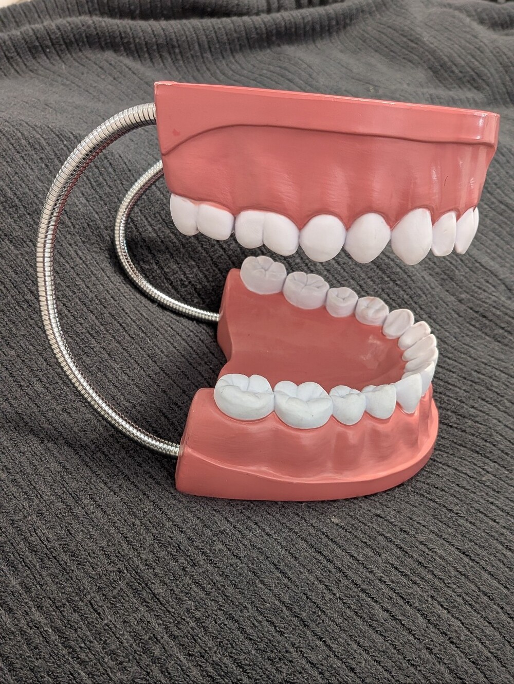 Large Dental Teeth Model - Pink Gum with White Teeth